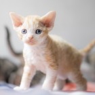 デボンレックスSNIPの仔猫 レッドマッカレルタビー&ホワイト♂ Devon Rex Kitten RedMackrelTabby&White