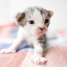 デボンレックスSNIPの仔猫 ブラウンマッカレルタビー&ホワイト♀ Devon Rex Kitten MackrelTabby&White