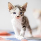 デボンレックスSNIPの仔猫 ブラウンマッカレルタビー&ホワイト♀ Devon Rex Kitten MackrelTabby&White