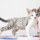 デボンレックスSNIPの仔猫 ブラウンマッカレルタビー&ホワイト♀ Devon Rex Kitten MackrelTabby&White