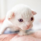 デボンレックスSNIPの仔猫 レッドリンクスポイント/ホワイト