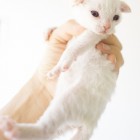 デボンレックスSNIPの仔猫 レッドリンクスポイント/ホワイト