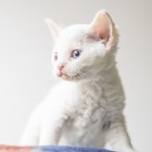 デボンレックスSNIPの仔猫 レッドリンクスポイント/ホワイト