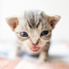 デボンレックスSNIPの仔猫 ブラウンクラシックタビー&ホワイト♀ Devon Rex Kitten ClassicTabby&White