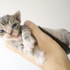 デボンレックスSNIPの仔猫 ブラウンクラシックタビー&ホワイト♀ Devon Rex Kitten ClassicTabby&White