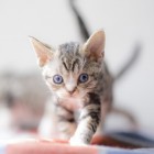 デボンレックスSNIPの仔猫 ブラウンクラシックタビー&ホワイト♀ Devon Rex Kitten ClassicTabby&White
