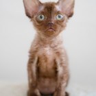 デボンレックスKIKIの仔猫 チョコレート メスDevon Rex Kitten Chocolate