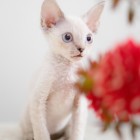 デボンレックスKIKIの仔猫 リンクスポイントオス Devon Rex Kitten Lynx point