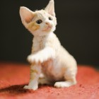 デボンレックスSNIPの仔猫 レッドマッカレルタビー&ホワイト♂ Devon Rex Kitten RedMackrelTabby&White