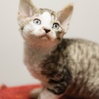 デボンレックスSNIPの仔猫 ブラウンマッカレルタビー&ホワイト♀ Devon Rex Kitten MackrelTabby&White