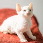 デボンレックスSNIPの仔猫 レッドリンクスポイント/ホワイト