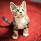 デボンレックスSNIPの仔猫 ブラウンクラシックタビー&ホワイト♀ Devon Rex Kitten ClassicTabby&White
