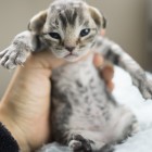 デボンレックスCATERINAの仔猫 ブラウンクラシックタビーメス Devon Rex Kitten BrownClassicTabby