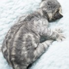 デボンレックスCATERINAの仔猫 ブラウンクラシックタビーメス Devon Rex Kitten BrownClassicTabby