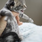 デボンレックスCATERINAの仔猫 ブラウンクラシックタビーメス Devon Rex Kitten BrownClassicTabby