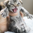 デボンレックスCATERINAの仔猫 ブラウンクラシックタビーメス Devon Rex Kitten BrownClassicTabby