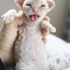 デボンレックスCATERINAの仔猫 レッドクラシックタビー♀ Devon Rex Kitten RedTabby
