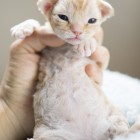 デボンレックスCATERINAの仔猫 レッドクラシックタビー♀ Devon Rex Kitten RedTabby