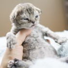 デボンレックスCATERINAの仔猫 ブラウンマッカレルトービーメス Devon Rex Kitten BrownMackerelTorby