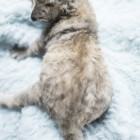 デボンレックスCATERINAの仔猫 ブラウンマッカレルトービーメス Devon Rex Kitten BrownMackerelTorby