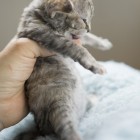 デボンレックスCATERINAの仔猫 ブラウンマッカレルトービーメス Devon Rex Kitten BrownMackerelTorby