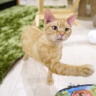 チャーボー デボンレックス レッドマッカレルタビー