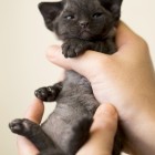 デボンレックス MAKOREの仔猫 ブラック ♂ Devon Rex Kitten Black