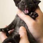 デボンレックス MAKOREの仔猫 ブラック ♂ Devon Rex Kitten Black