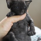 デボンレックス MAKOREの仔猫 ブラック ♂ Devon Rex Kitten Black