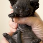 デボンレックスMEKOREの仔猫 ブラック ♀ Devon Rex Kitten Black
