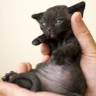 デボンレックスMEKOREの仔猫 ブラック ♀ Devon Rex Kitten Black