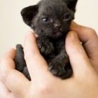 デボンレックスMEKOREの仔猫 ブラック ♀ Devon Rex Kitten Black