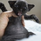 デボンレックスMEKOREの仔猫 ブラック ♀ Devon Rex Kitten Black