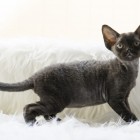 デボンレックスMEKOREの仔猫 ブラック ♀ Devon Rex Kitten Black