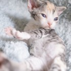 デボンレックスSNIPの仔猫 マッカレルトービー&ホワイト♀ Devon Rex Kitten MackerelTorbie&White