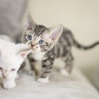 デボンレックスSNIPの仔猫 ブラウンマッカレルタビーアンドホワイト ♂ Devon Rex Kitten BrownMackerelTabbyandWhite
