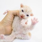 デボンレックスSNIPの仔猫 レッドクラシックタビー&ホワイト♂ Devon Rex Kitten RedClassicTabby&White
