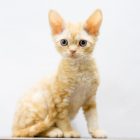 デボンレックスSNIPの仔猫 レッドクラシックタビー ♂ Devon Rex Kitten RedClassicTabby