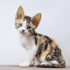デボンレックスSNIPの仔猫 ブラウンマッカレルトービー&ホワイト♀ Devon Rex Kitten BrownMackerelTorbie&White