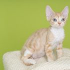 デボンレックスSNIPの仔猫 レッドクラシックタビー&ホワイト♂ Devon Rex Kitten RedClassicTabby&White