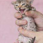 デボンレックスKIKIの仔猫 チョコレートマッカレルタビー メス Devon Rex Kittens KIKI Chocolatemackereltabby female