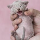 デボンレックス KIKIの仔猫 リンクスポイント オス Devon Rex Kittens KIKI Lynxpoint male