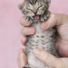 デボンレックスKIKIの仔猫 ブラウンマッカレルタビー メス Devon Rex Kittens KIKI Brownmackereltabby female