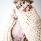 デボンレックスSNIPの仔猫 ブラウンマッカレルトービー&ホワイト♀ Devon Rex Kitten BrownMackerelTorbie&White