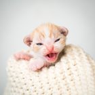 デボンレックス SNIPの仔猫 レッドクラシックタビーアンドホワイト オス Devon Rex Kittens SNIP RedClassicTabbyWhite male
