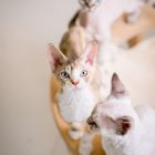 デボンレックスSNIPの仔猫 ブラウンマッカレルトービー&ホワイト♀ Devon Rex Kitten BrownMackerelTorbie&White