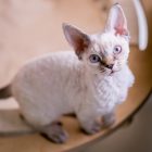 デボンレックス SNIPの仔猫 リンクスポイント ♂ Devon Rex Kittens SNIP Lynxpoint male