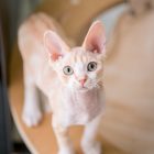 デボンレックス SNIPの仔猫 レッドクラシックタビーアンドホワイト オス Devon Rex Kittens SNIP RedClassicTabbyWhite male