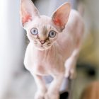 デボンレックス SNIPの仔猫 リンクスポイントメス Devon Rex Kittens SNIP Lynxpoint female