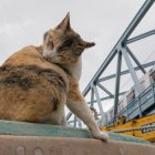 猫と鉄道写真展